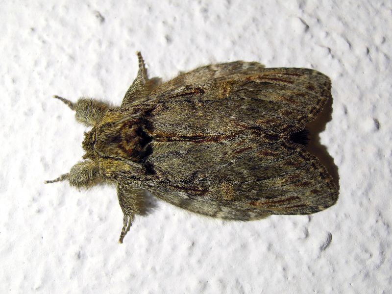 Peridea anceps (Notodontidae)